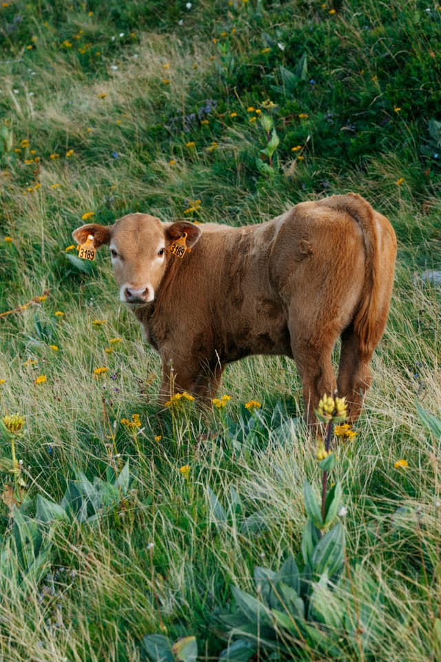 Ram Navami celebration